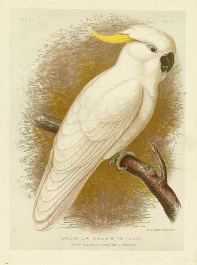 Great Sulphur-Crested Cockatoo, 1891 by Gracius Broinowski